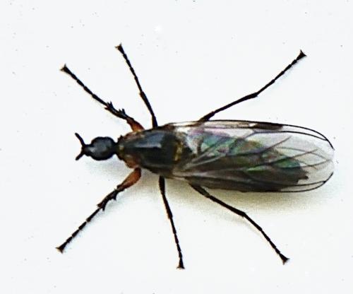 Réf. 340 310 : Dilophus antipedalis